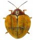 CHRYSOMELIDAE
