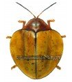 Omaspides trichroa