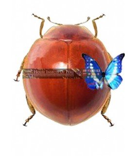 CHRYSOMELIDAE