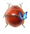 Cycloneda coccinellidae