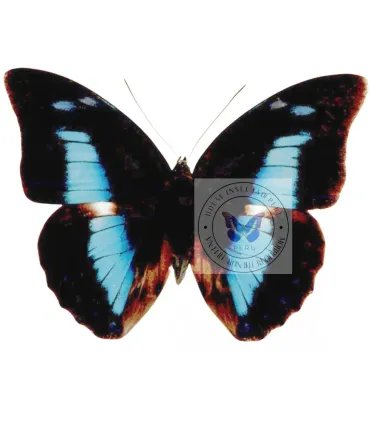 Nymphalinae Prepona (Archeoprepona) demophon andicola