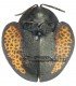 CHRYSOMELIDAE