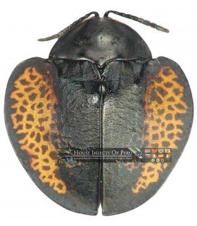 CHRYSOMELIDAE