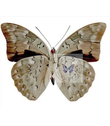 Nymphalinae Prepona (Archeoprepona) demophon andicola