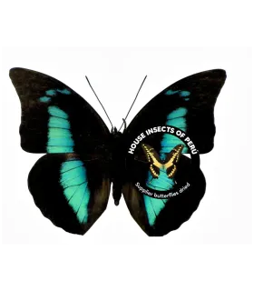 Nymphalinae Prepona  (Archeoprepona)demophon muson