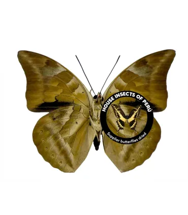 Nymphalinae Prepona  (Archeoprepona)demophon muson