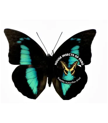 Nymphalinae Prepona  (Archeoprepona)demophon muson