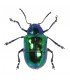 CHRYSOMELIDAE