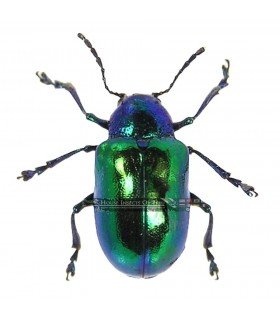 CHRYSOMELIDAE