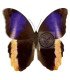 BRASSOLIDAE