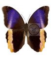 Caligo atreus agesilaus