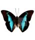 Nymphalinae Prepona (Archeoprepona) Licomedes