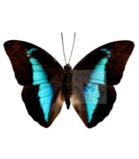 Nymphalinae Prepona (Archeoprepona) Licomedes