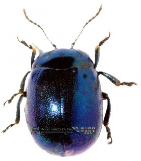 CHRYSOMELIDAE