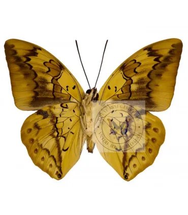 Nymphalinae Prepona (Archeoprepona) Licomedes