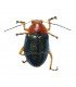 CHRYSOMELIDAE