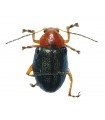 Eumolpus ssp.