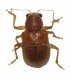 CHRYSOMELIDAE