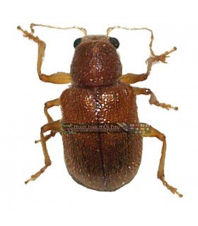 CHRYSOMELIDAE