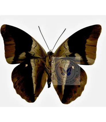 Nymphalinae Prepona (Archeoprepona) Meander Megabates