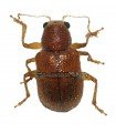 Eumolpinae  Xanthonia