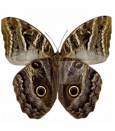 Brassolidae Caligo  illioneus oberon