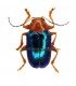 CHRYSOMELIDAE