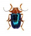 Eumolpus peruvianus