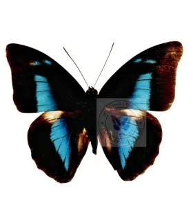 Nymphalinae Prepona (Archeoprepona) Meander Megabates