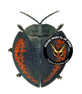 CHRYSOMELIDAE
