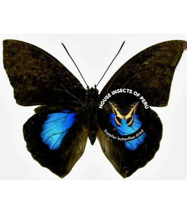 Prepona (Archeoprepona) Norepa Chromus