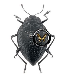 CHRYSOMELIDAE