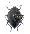 Erotylus spectrum