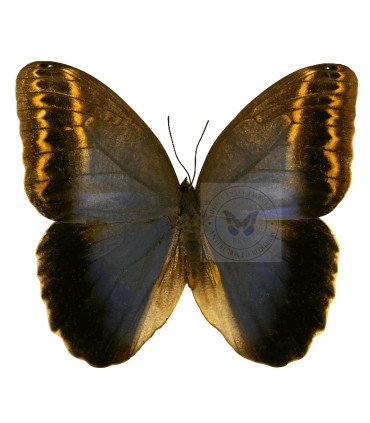 Brassolidae Caligo  illioneus oberon