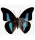 Nymphalinae Prepona (Archeoprepona)deiphile neoterpe