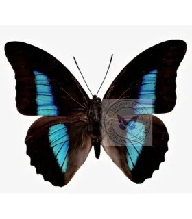 Nymphalinae Prepona (Archeoprepona)deiphile neoterpe