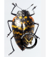 CHRYSOMELIDAE