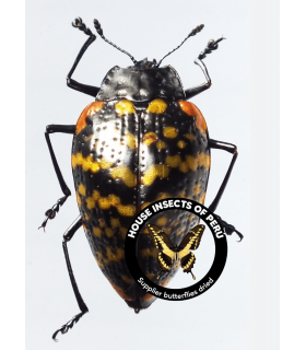 CHRYSOMELIDAE