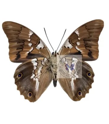 Nymphalinae Prepona (Archeoprepona)deiphile neoterpe