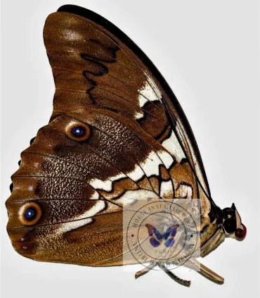 Nymphalinae Prepona (Archeoprepona)deiphile neoterpe