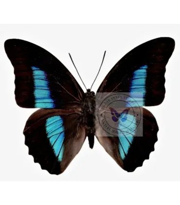 Nymphalinae Prepona (Archeoprepona)deiphile neoterpe