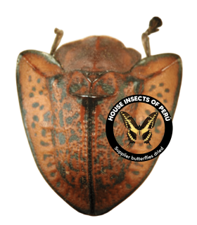 CHRYSOMELIDAE