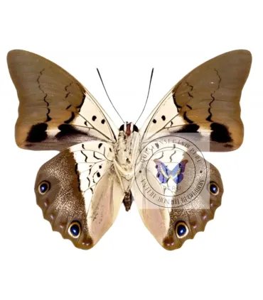 Nymphalinae Prepona (Archeoprepona)dexamenes