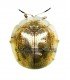CHRYSOMELIDAE
