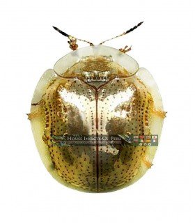 CHRYSOMELIDAE