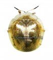 Charidotella sexpunctata