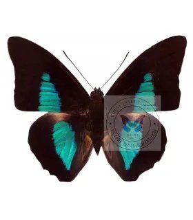 Nymphalinae Prepona (Archeoprepona)dexamenes