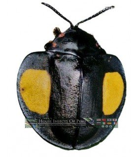CHRYSOMELIDAE