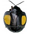 Omaspides erichsoni
