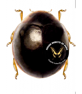 CHRYSOMELIDAE